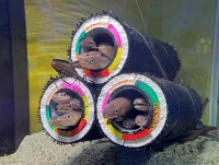 八景島シーパラダイス、水族館ならではの節分イベント「アナゴの恵方巻水槽」開催！