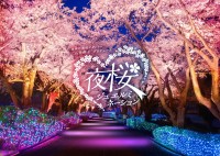 よみうりランド、咲き誇る桜がライトアップ！60周年特別バージョンの「夜桜ジュエルミネーション」3月19日より開催