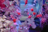 お台場アクアリウム、600本の桜で迎える「桜展-2024」が3月15日より開催！桜の名を冠した金魚を3種類展示