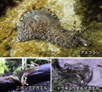 アクアワールド茨城県大洗水族館、梅雨をテーマとしたイベント『レイニーアクアワールド』6月15日より開催！