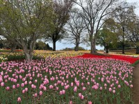 東京ドイツ村、26万株のチューリップが鮮やかに彩る「チューリップまつり」が開催！