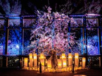 東京タワー×ネイキッド、満開の桜と春の夜景が織りなすマッピングショーイベントが2月28日より開催！