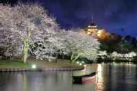 横浜・三溪園、250本の桜が咲き誇る「桜ライトアップ」が3月27日より開催！
